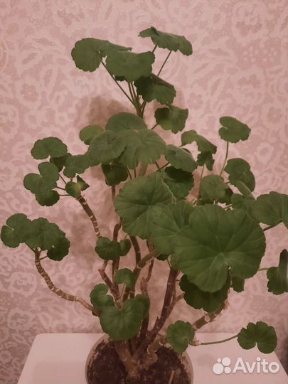 Герань алая, пеларгония