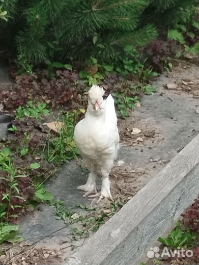 Павловские белые петушки