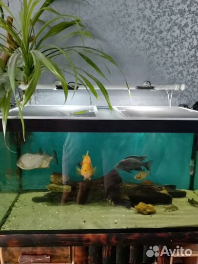 Аквариум с рыбками