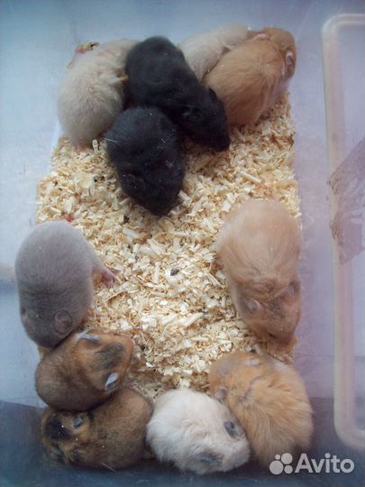 Шикарные хомяки ангорские пух и сирийские мутон