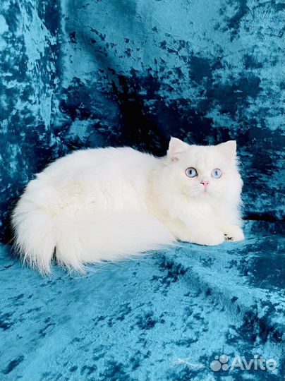 Британская длинношерстная синеглазая шиншилла