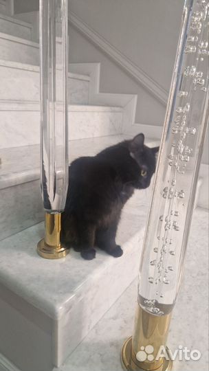 Кошечка игривая 8мес в добрые руки