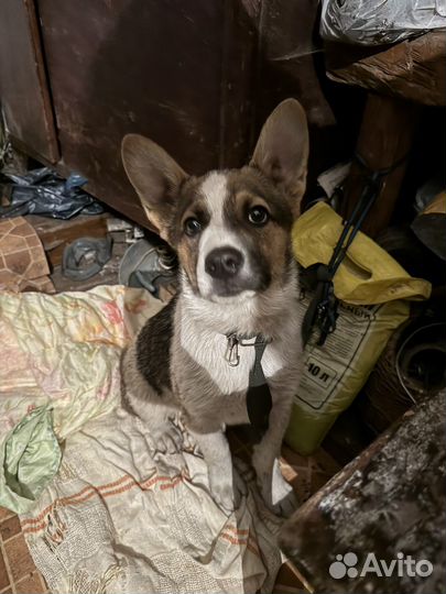 Собака ищет дом