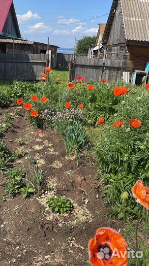 Семена Мака