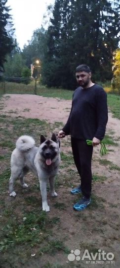 Передержка собак