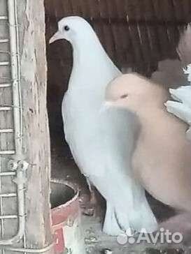 Голуби краснодарские бойные
