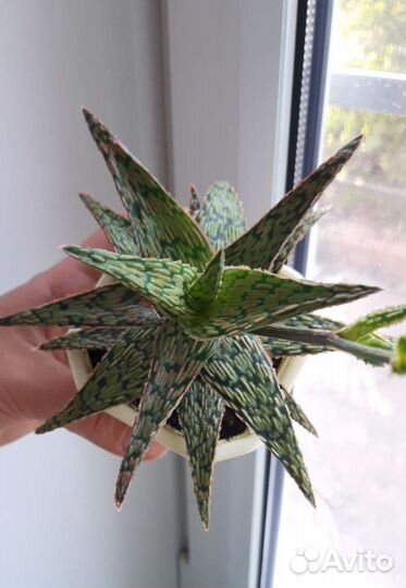 Алоэ сортовые