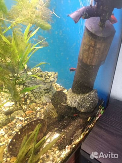 Аквариум со всем содержимым