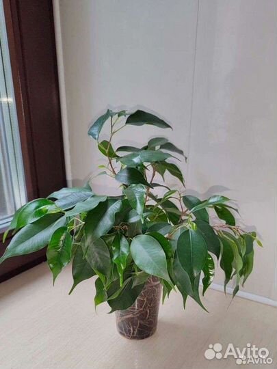 Фикус Бенджамина Даниэль