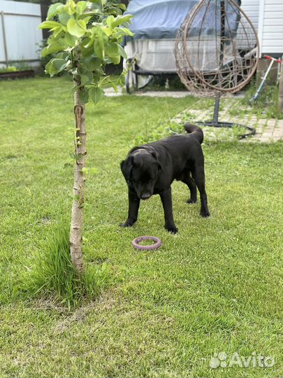 Собака Чемпион РФ для Вязки