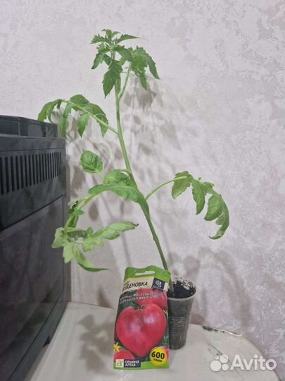Рассада помидор
