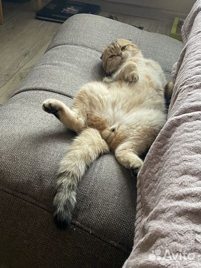 Шотландский кот вязка
