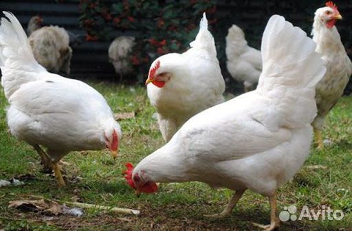 Куры несушки с доставкой