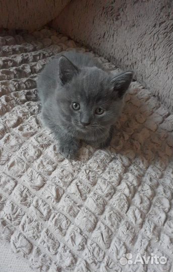 Британская вислоухая кошка