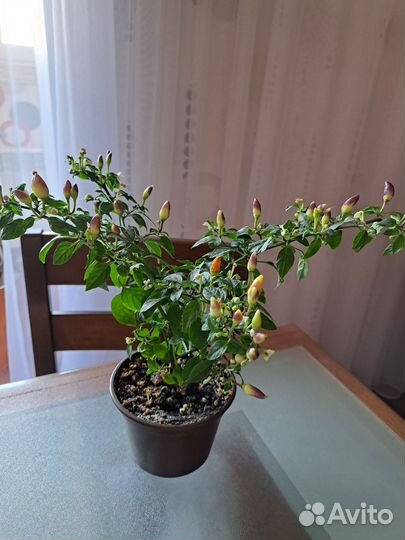 Перец, комнатный'