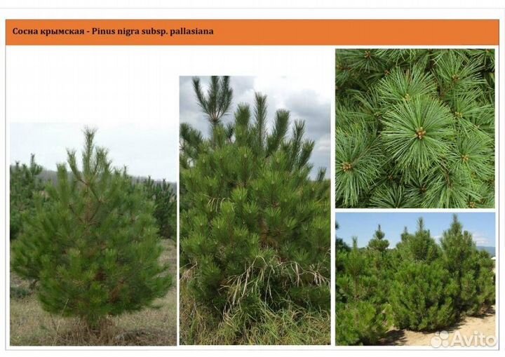 Саженцы хвойных деревьев