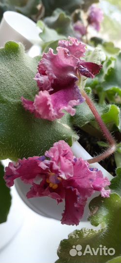 Сортовые фиалки