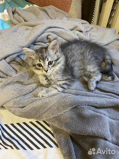 Нашли котенка