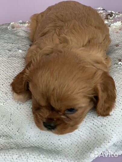 Девочки кавалер кинг чарльз спаниель