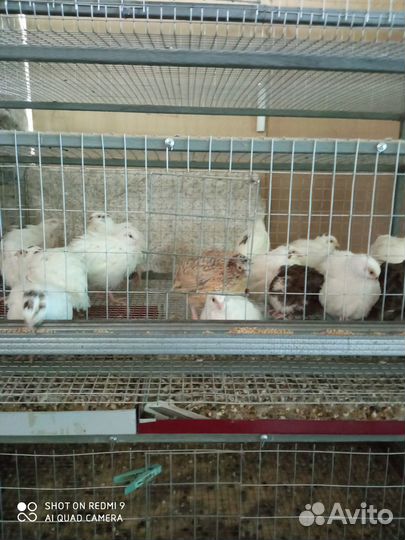 Перепела,яйца