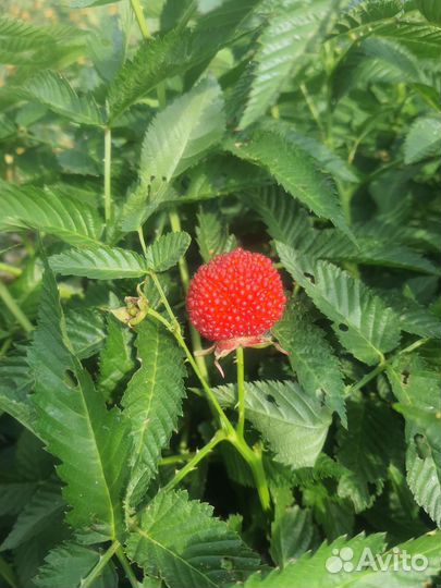 Тибетская малина саженцы, ремонтантная малина