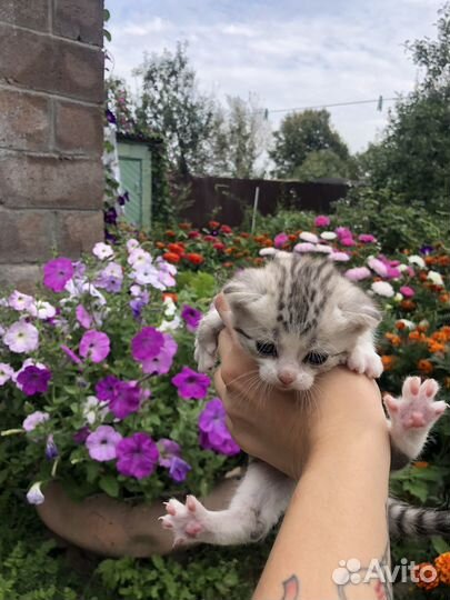 Котята в добрые руки