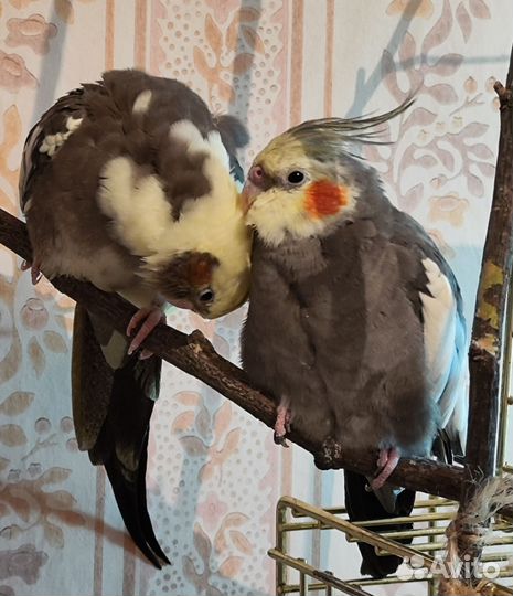 Попугай корелла