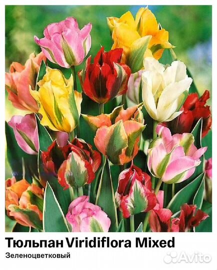 Тюльпаны луковицы