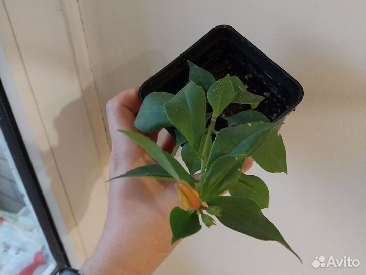 Эсхинантус жар птица