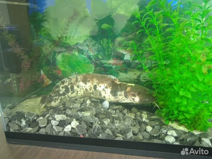Аквариумы (80л и 140л) с большими рыбинами