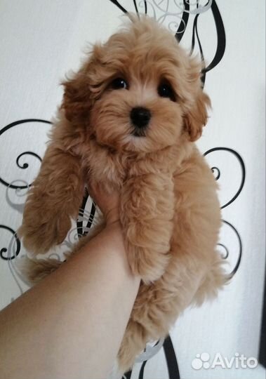 Щенки мальтипу мини