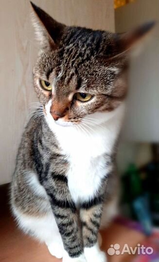 Славица ищет дом