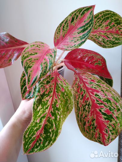 Аглаонема Пинкат