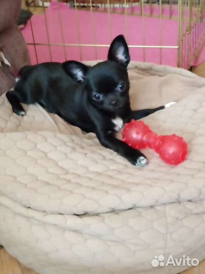 Щенки чихуахуа