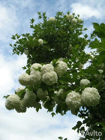 Бульденеж Розеум