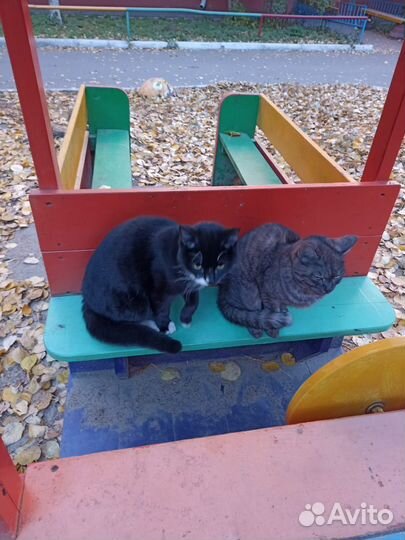 Котики пропадают на улице