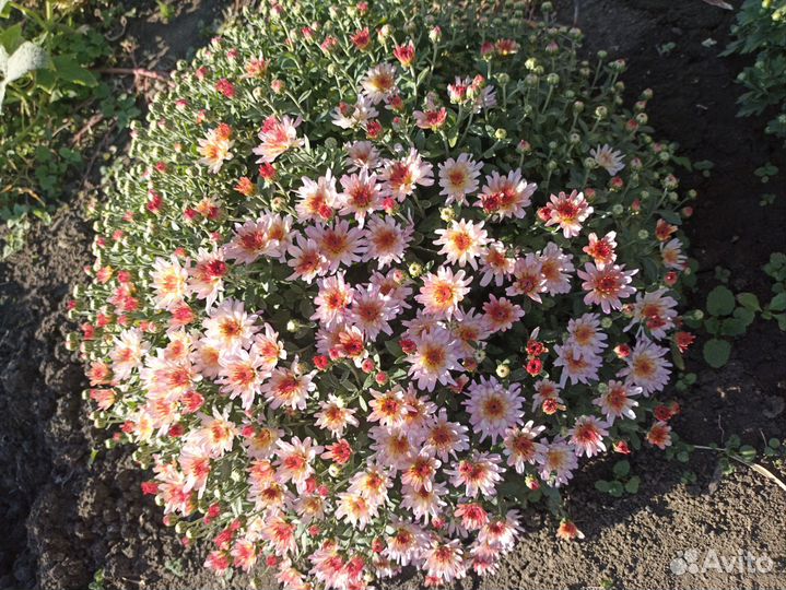Хризантемы мультифлора и корейская