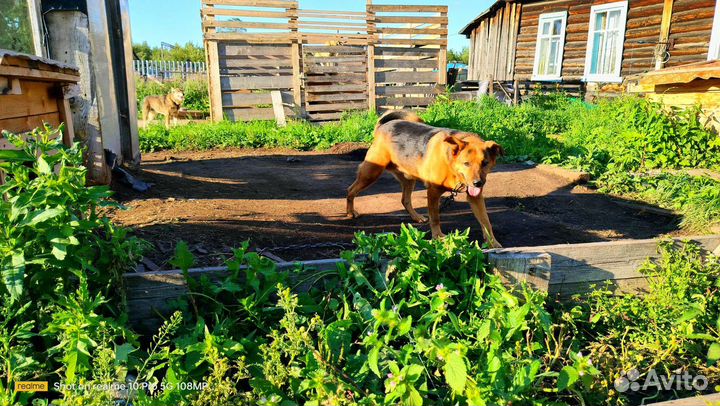 Граф в добрые руки, отличная охрана