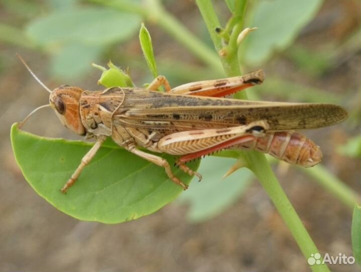 Сверчки, живой корм