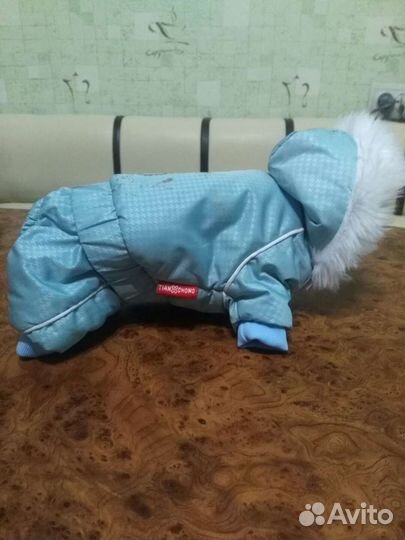 Одежда для маленьких собак