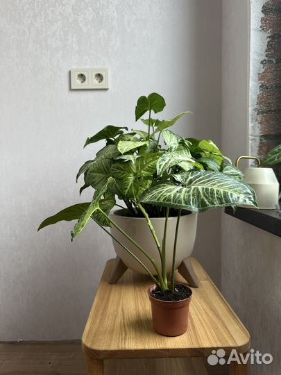 Сингониум white butterfly вайт баттерфляй