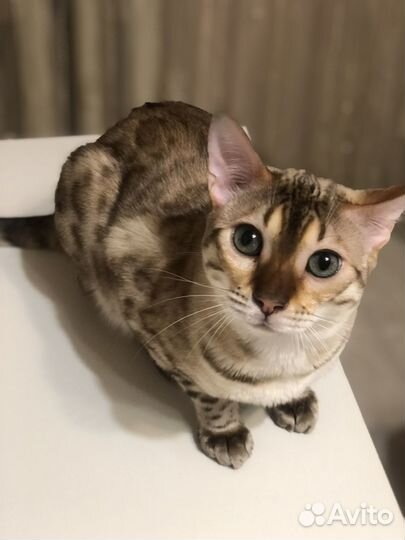 Бенгальские котята