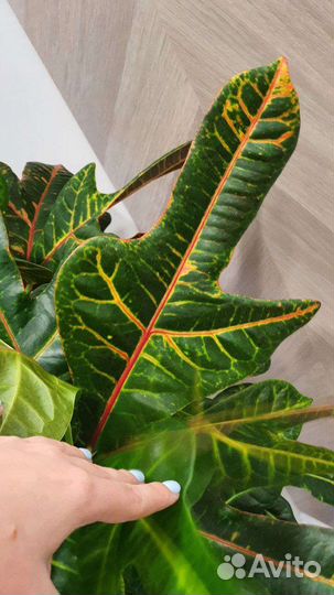 Кодиеум кротон экселент