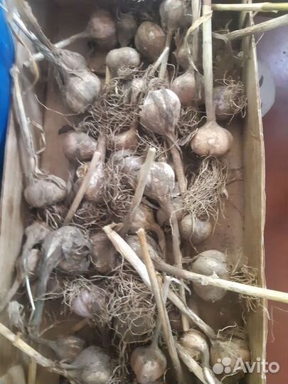 Семена чеснока