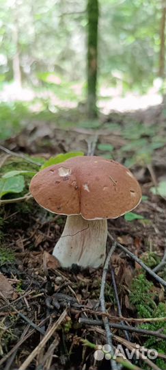 Белые грибы