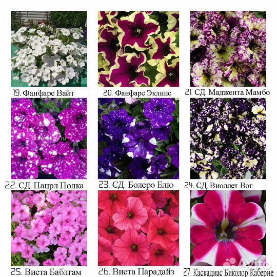 Рассада вегетативных ампельных цветов