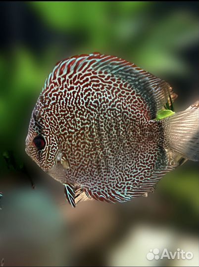 Продажа дискусов