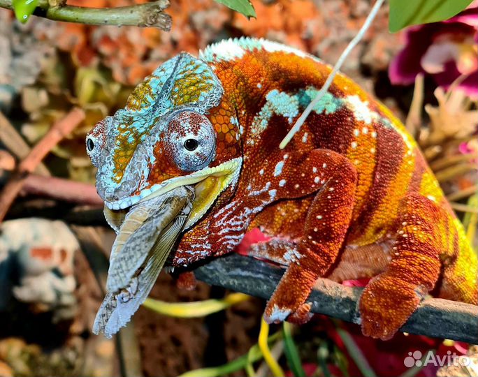Хамелеоны Пантеровые
