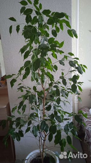 Фикус бенджамина