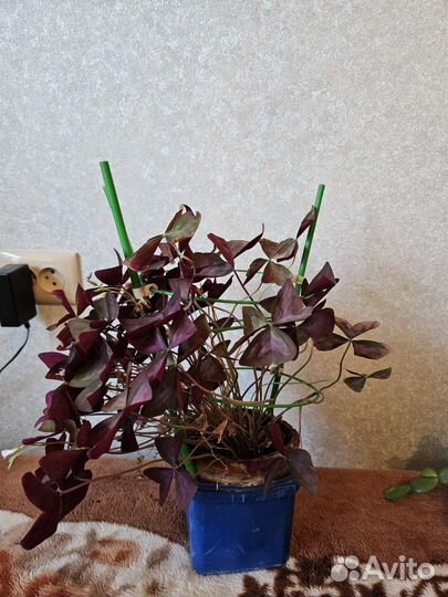 Кислица оксалис или Бабочка